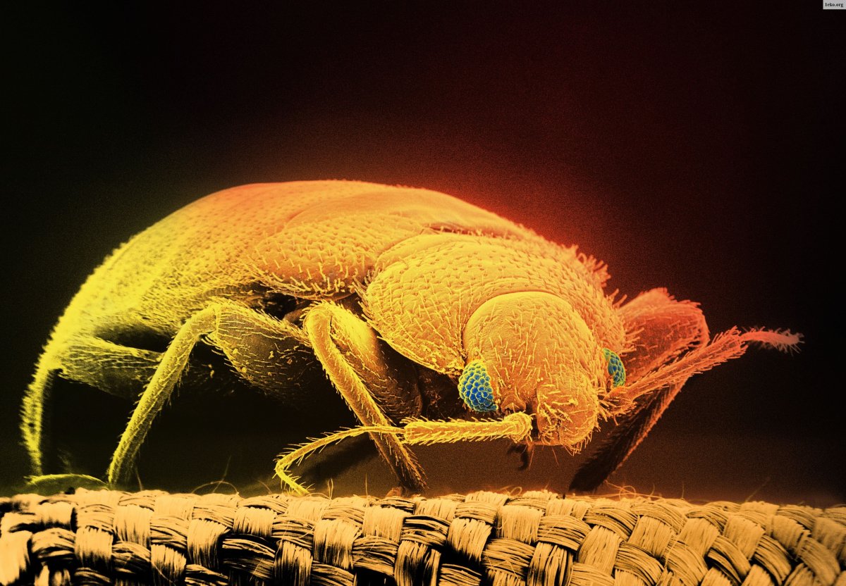 Муравей Макросъемка голова