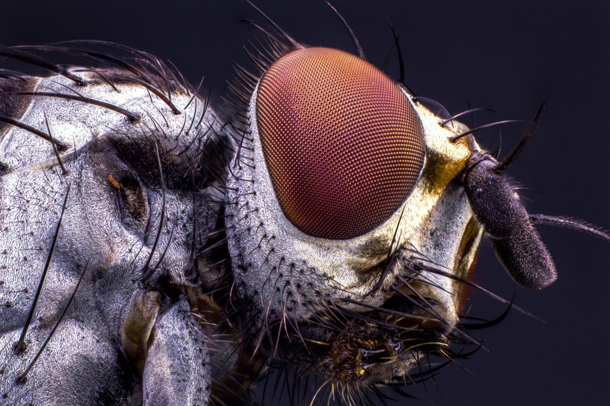 Хоботок комара под микроскопом