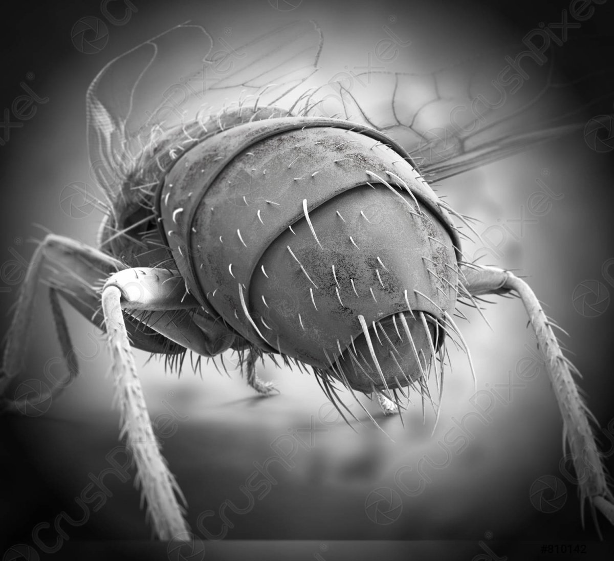 Микромир насекомые под микроскопом