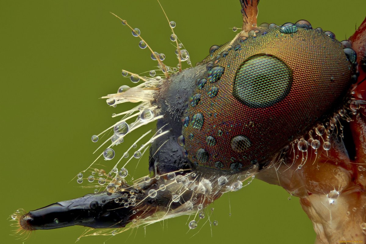 Тихоходка в микроскопе