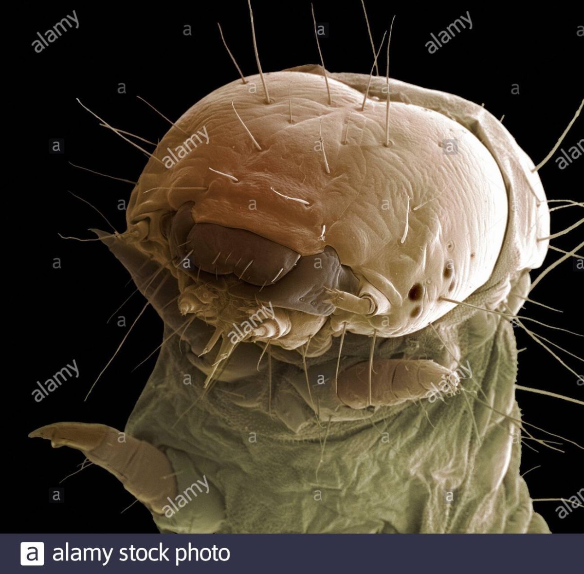 Оса под микроскопом