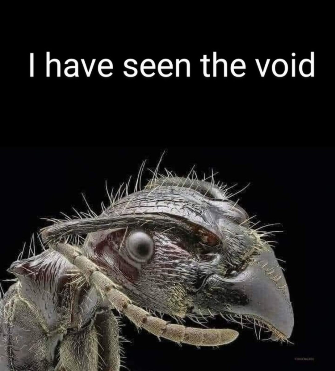 Мокрец мошка под микроскопом