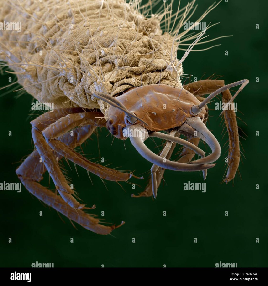 Микромир насекомые под микроскопом