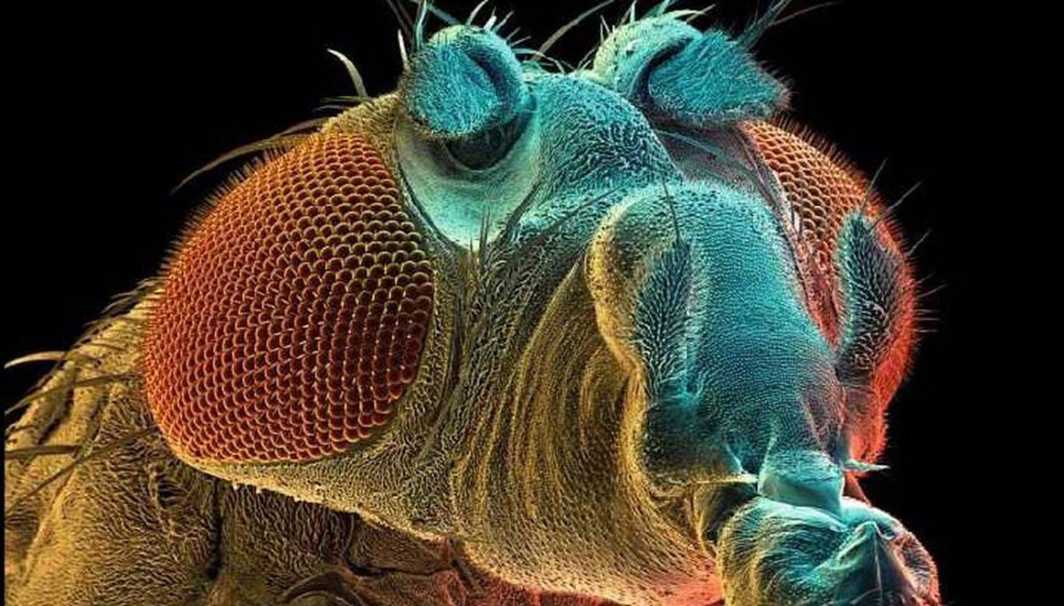 Нога мухи под микроскопом