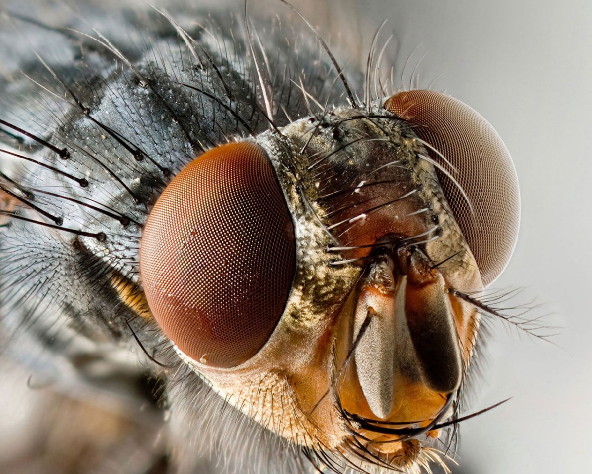 Коловратский Жук под микроскопом