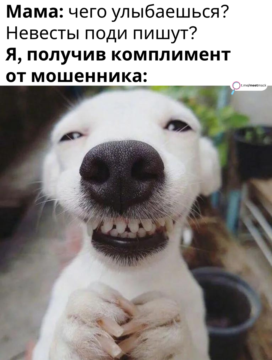 Вельш корги милые