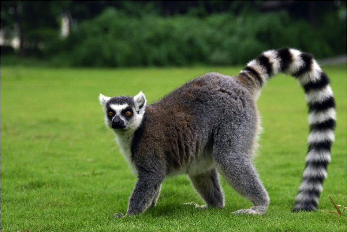 Обезьянка с полосатым хвостом