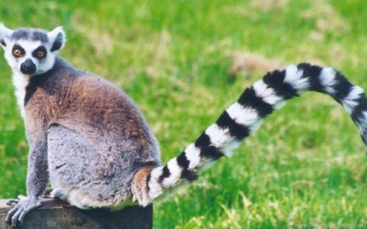 Лемур с полосатым хвостом