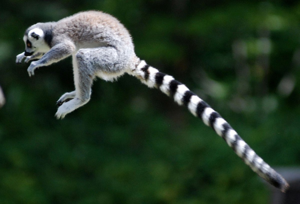 Волосатоухие лемуры