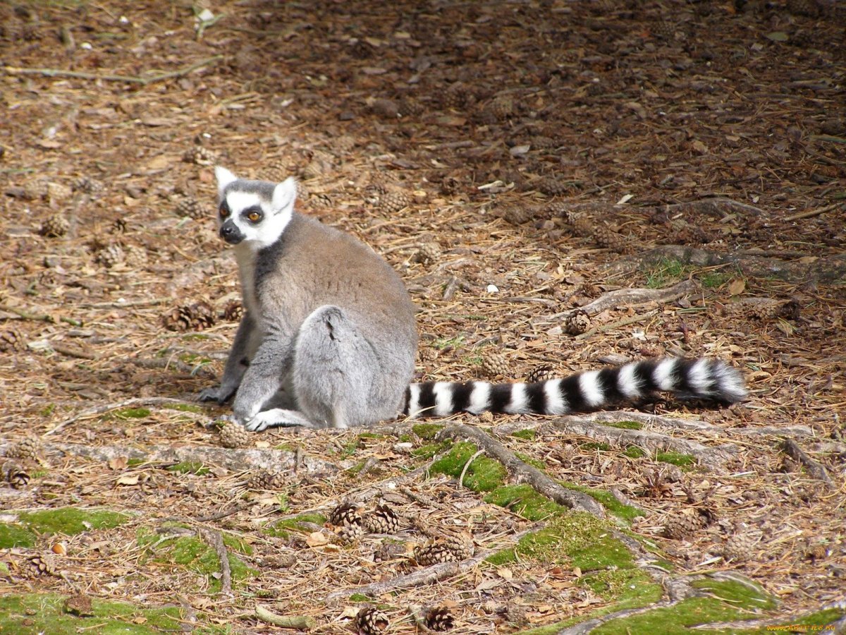 Животное с длинным полосатым хвостом и большими глазами