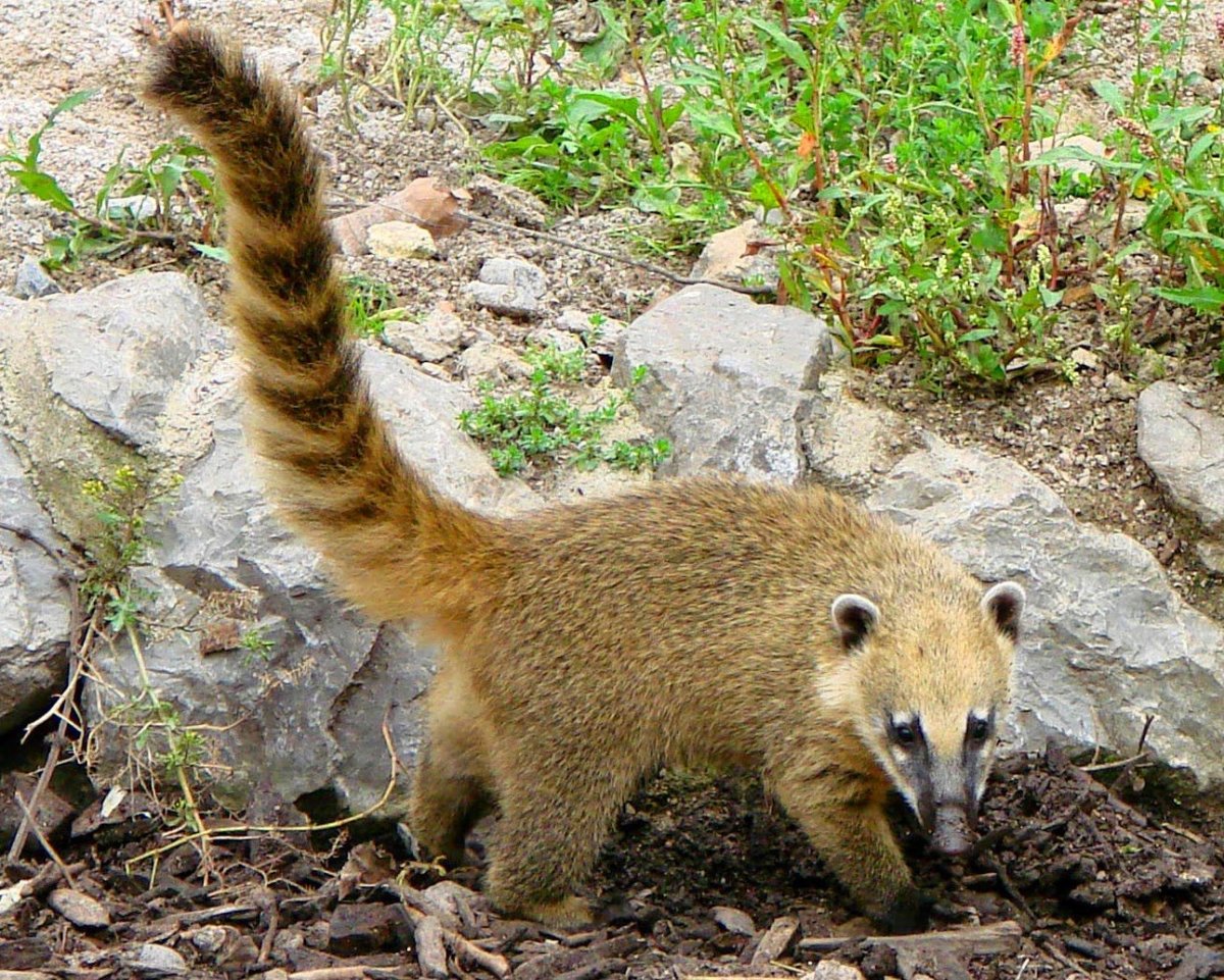 Кошачий лемур