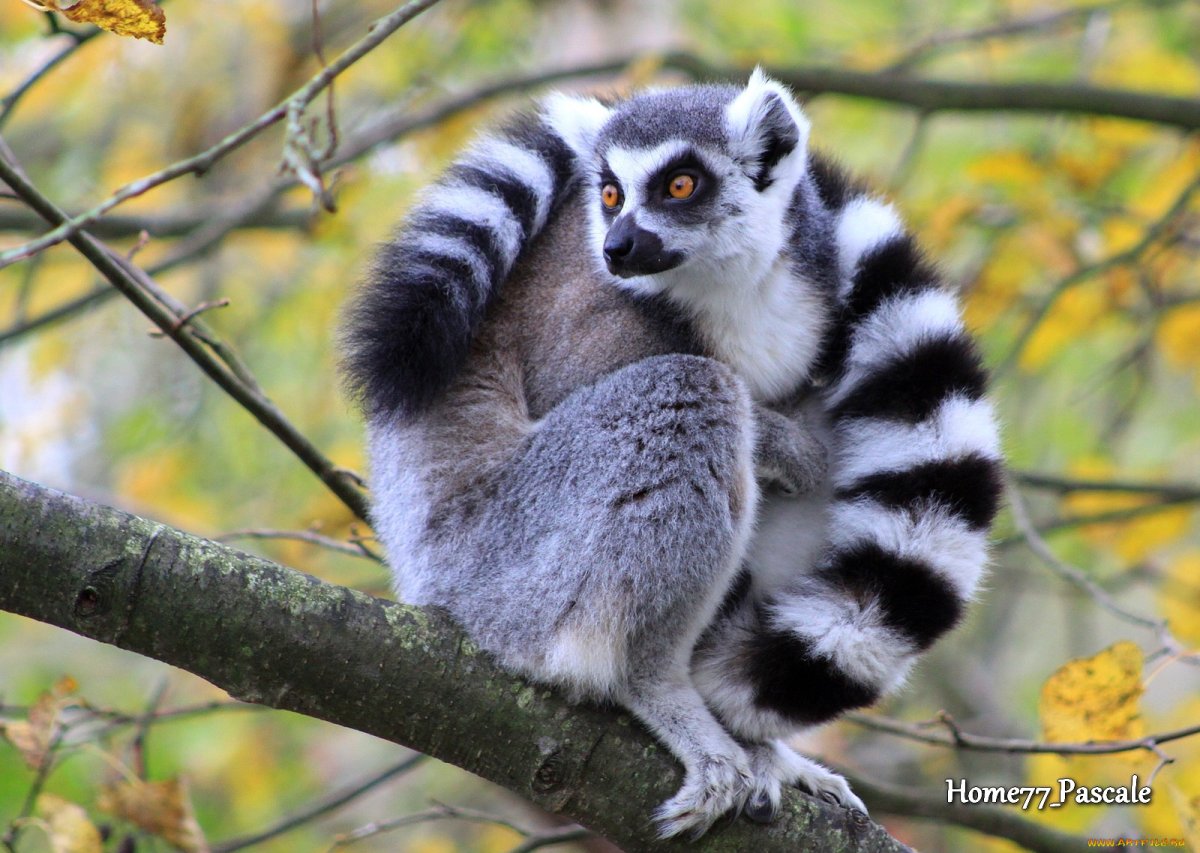Кольцехвостый (кошачий) лемур