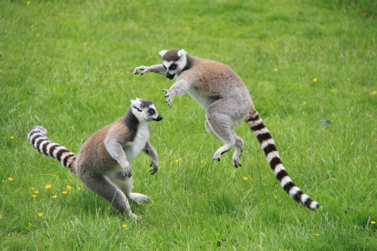 Кошачий енот какомицли