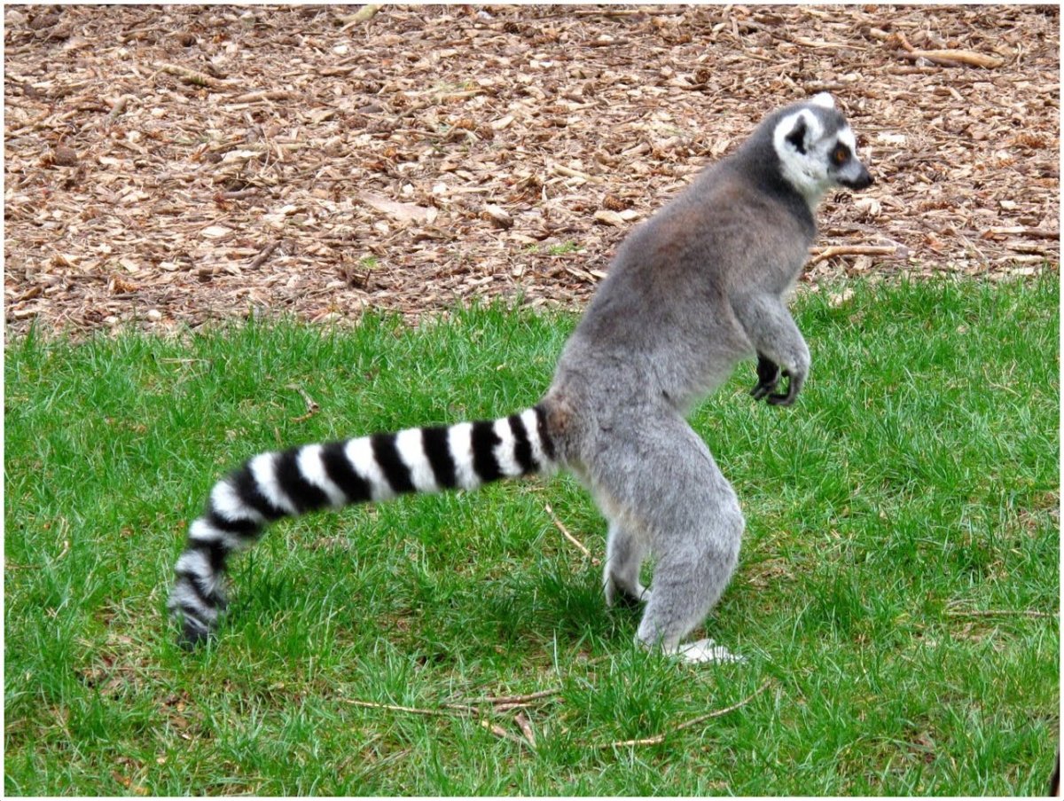 Кольцехвостый (кошачий) лемур