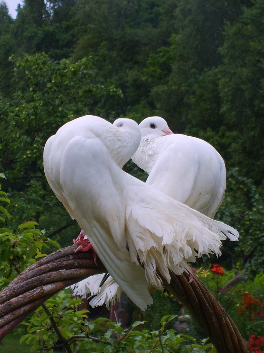 Расми кабутар