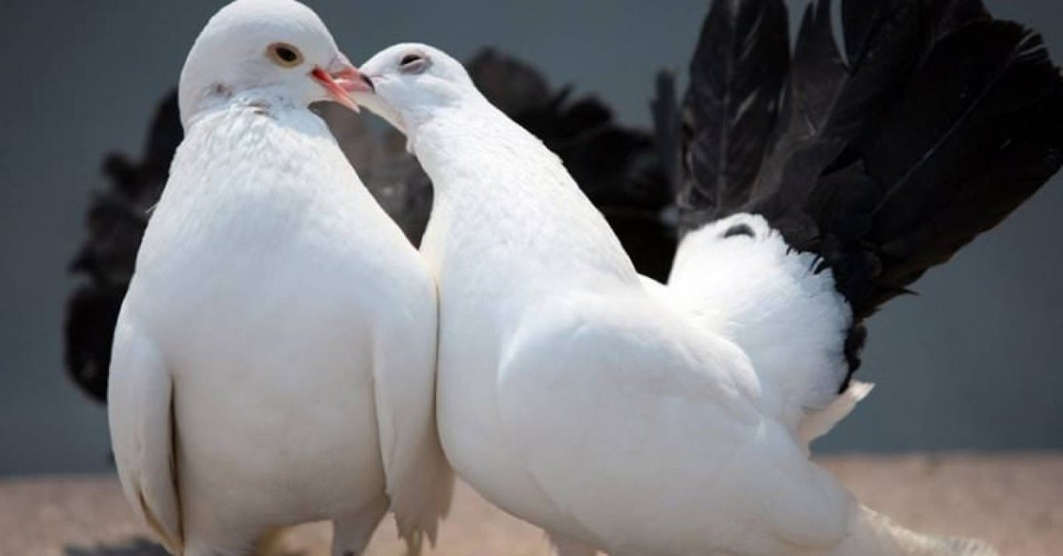 Дикие голуби Горлинка