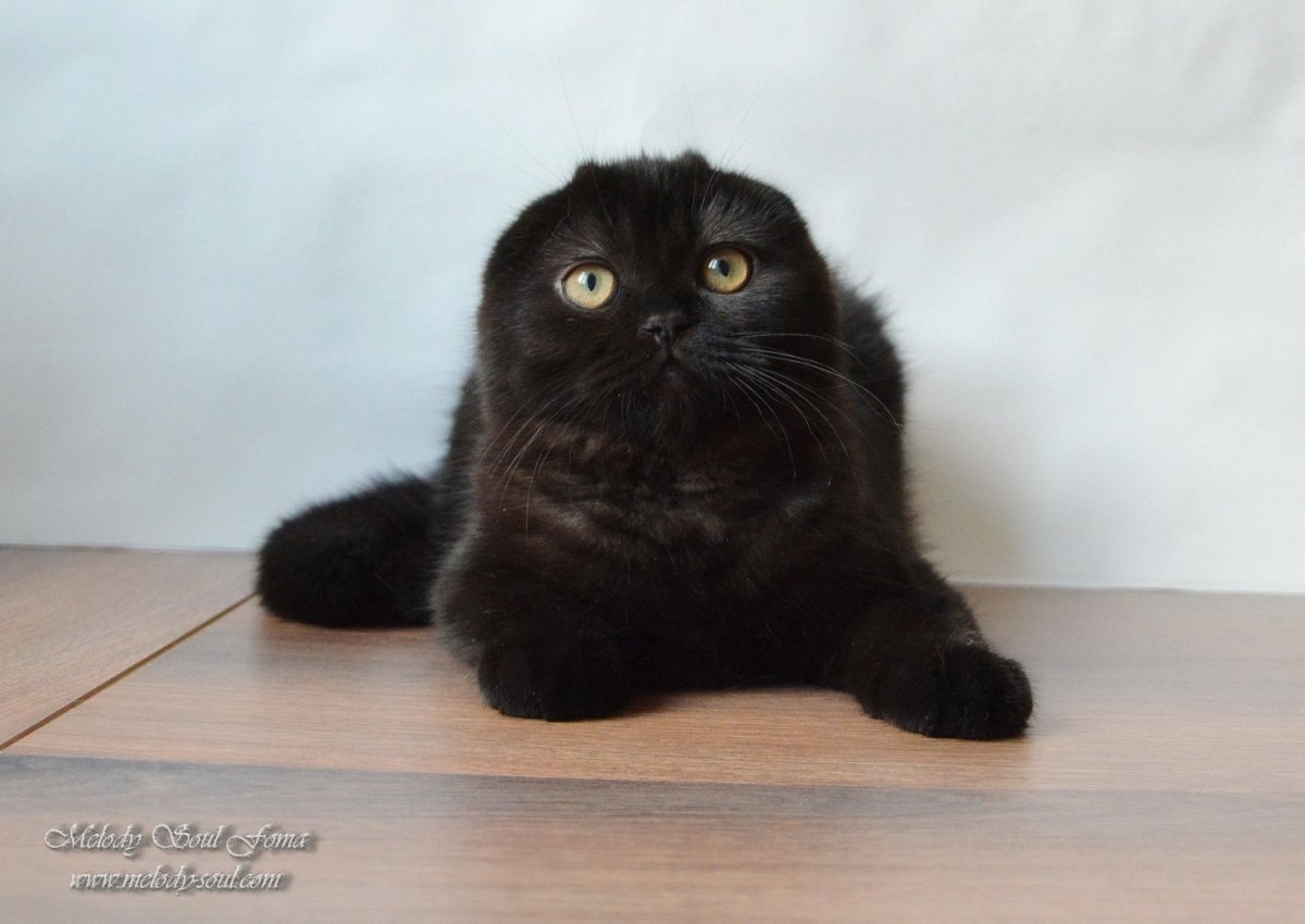 Котята скоттиш фолд вислоухие черные