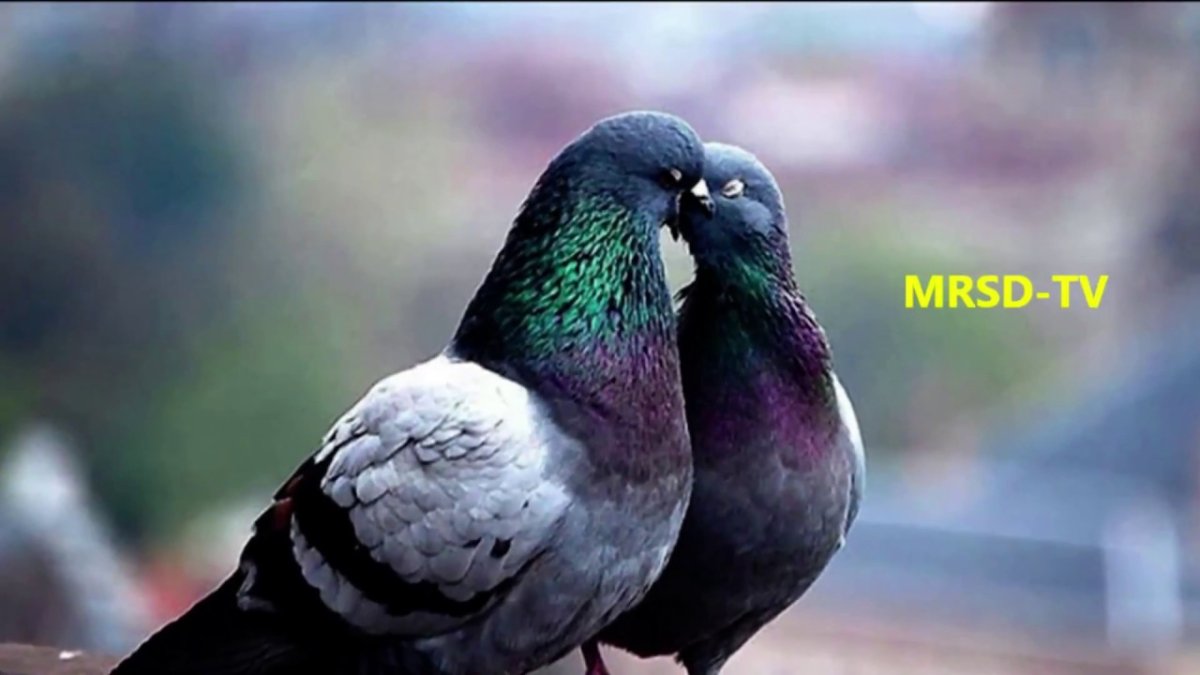 Милые попугайчики неразлучники