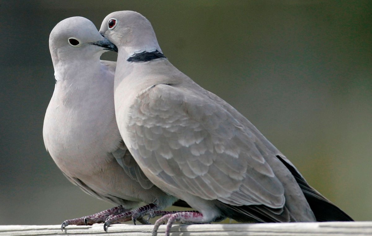 Влюбленные голуби