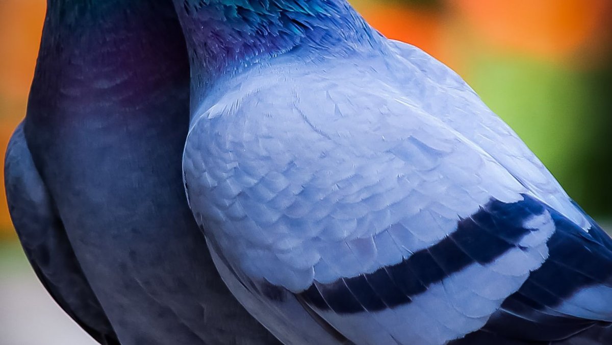 Нежные птицы