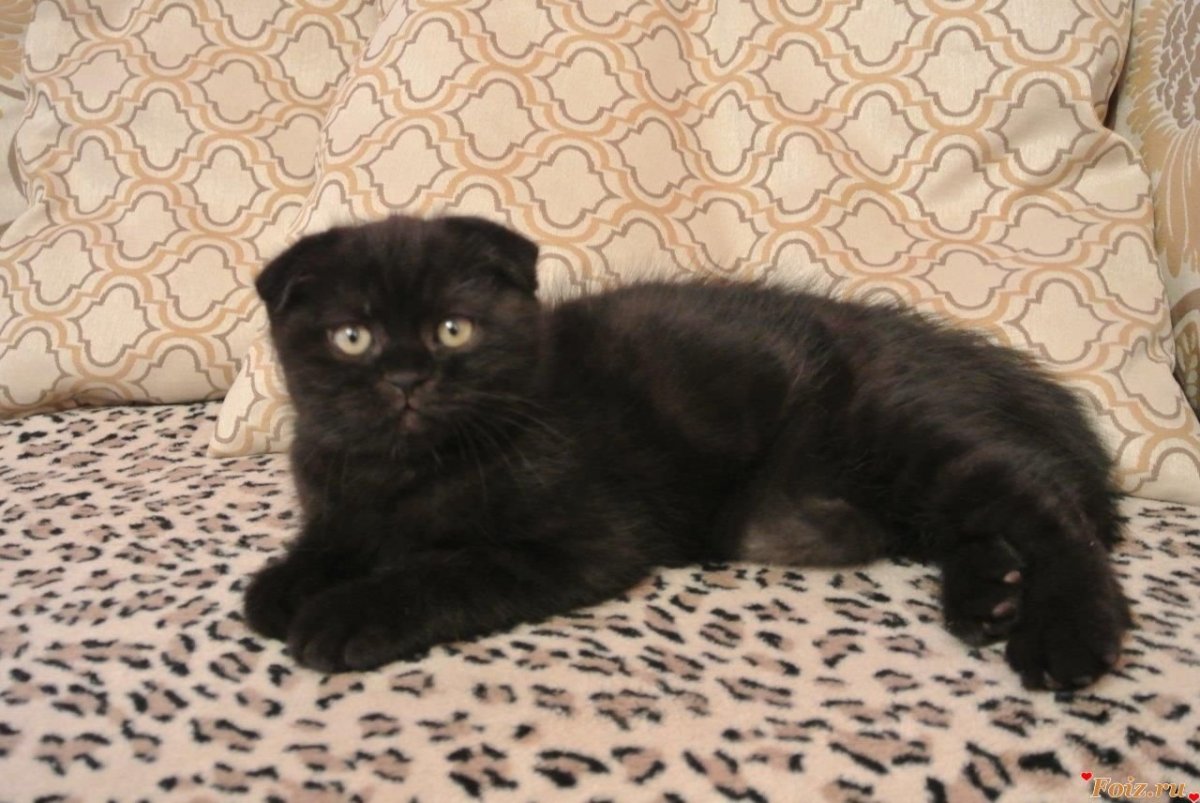 Скоттиш фолд котята черные