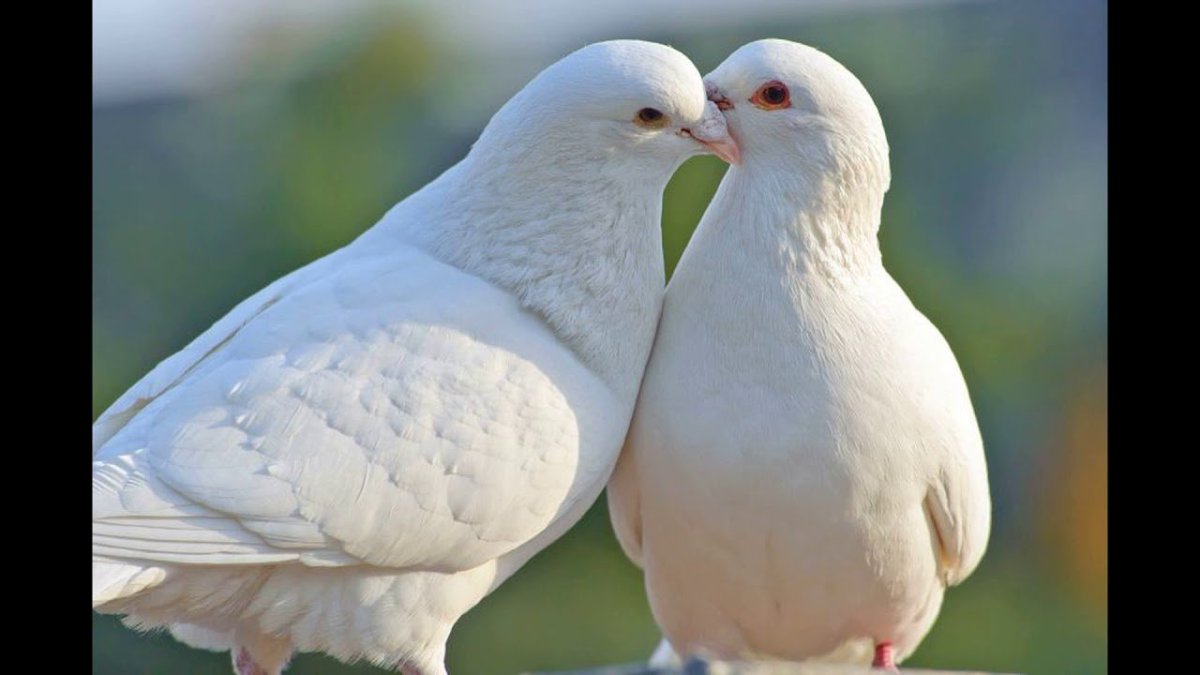 Влюбленные птицы