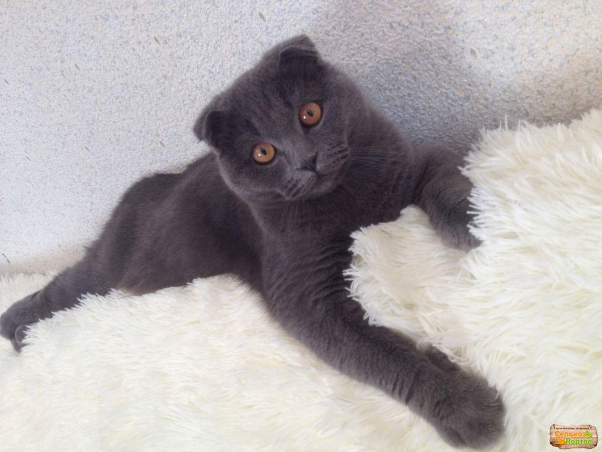 Фото на рабочий стол британские кошки