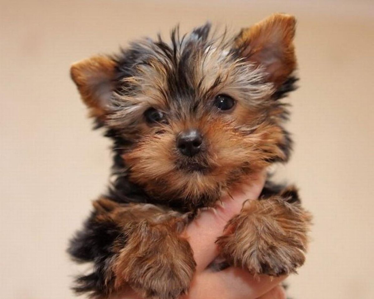 Бордер Йоркширский терьер