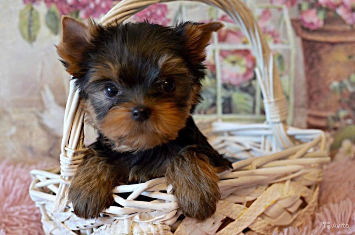 Терьер Йоркширский Малошерстный