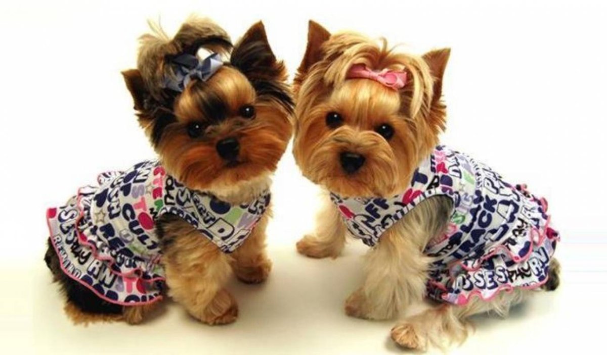 Йоркширский терьер гладкошерстный