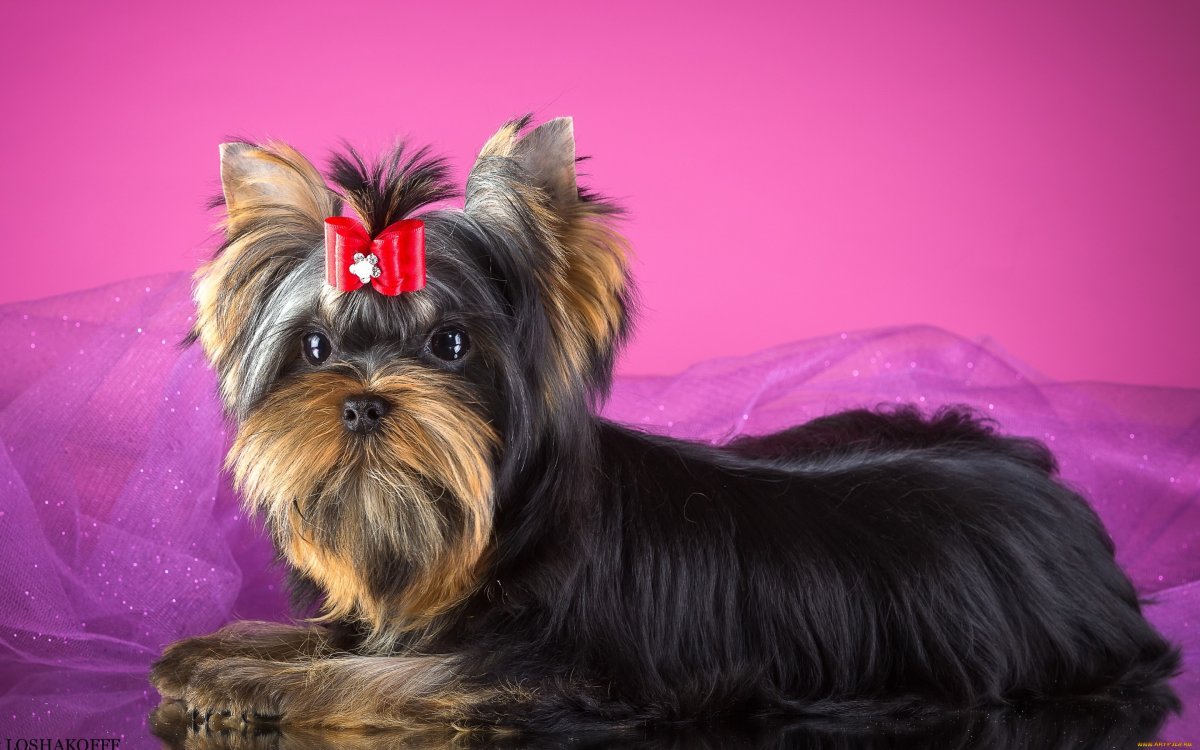 Милые щеночки Йоркширский терьер