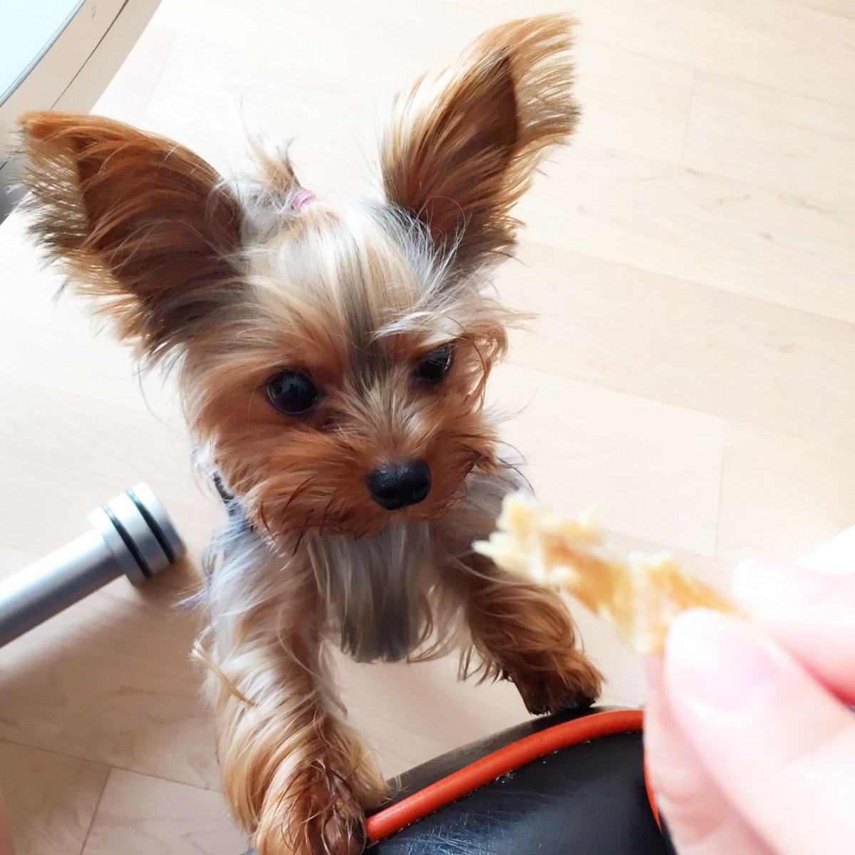 Ештерьерский терьер