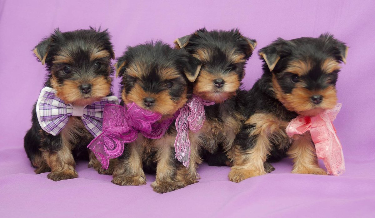 Йоркширский терьер стандарт