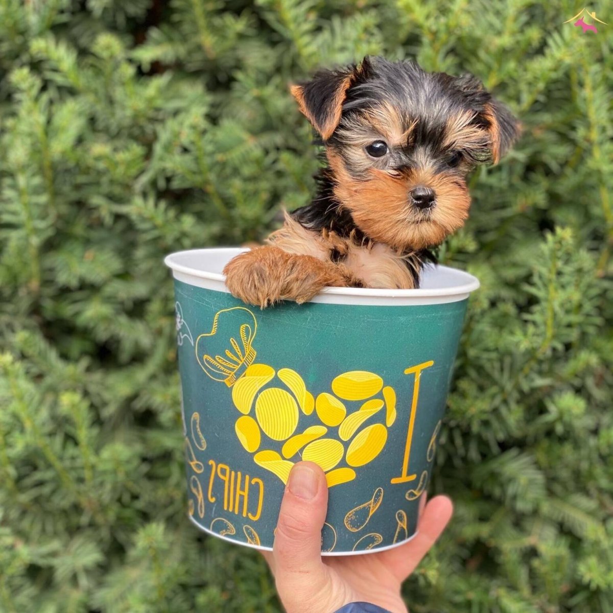 Йекштерьерский терьер