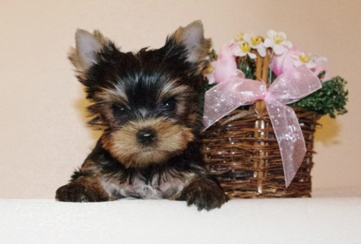 Йоркширский терьер со щенками