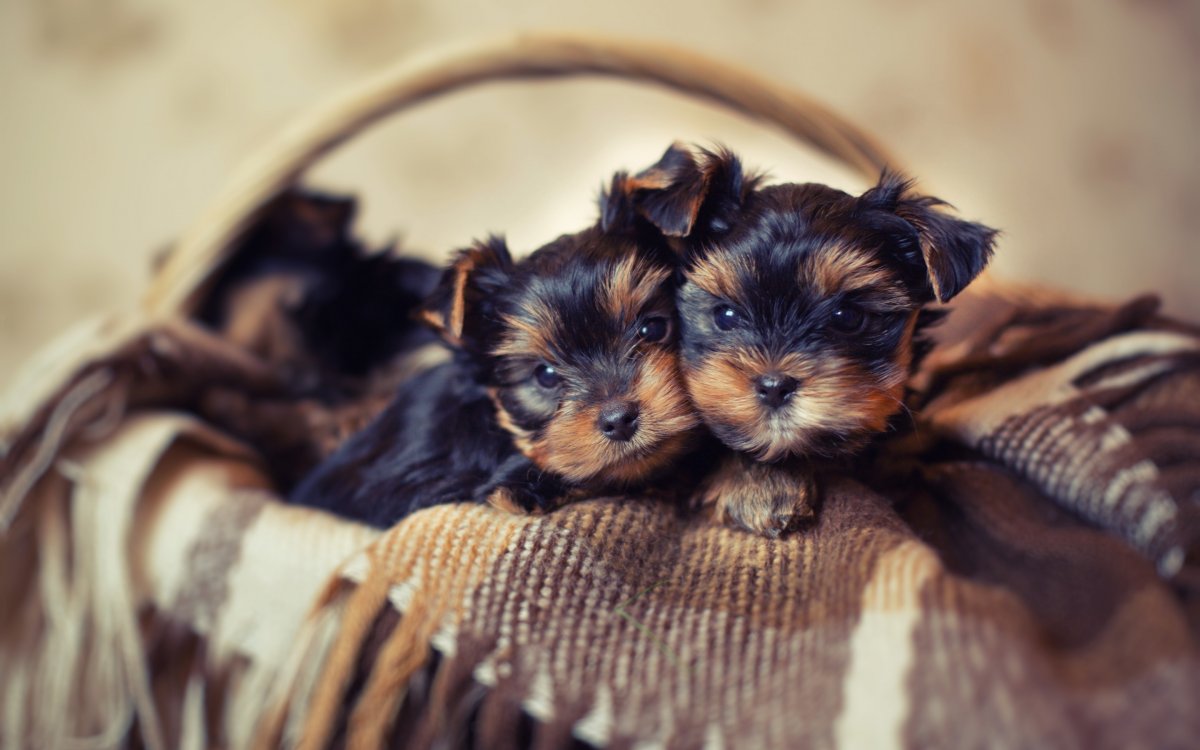 Мини Паппи Йоркширский терьер