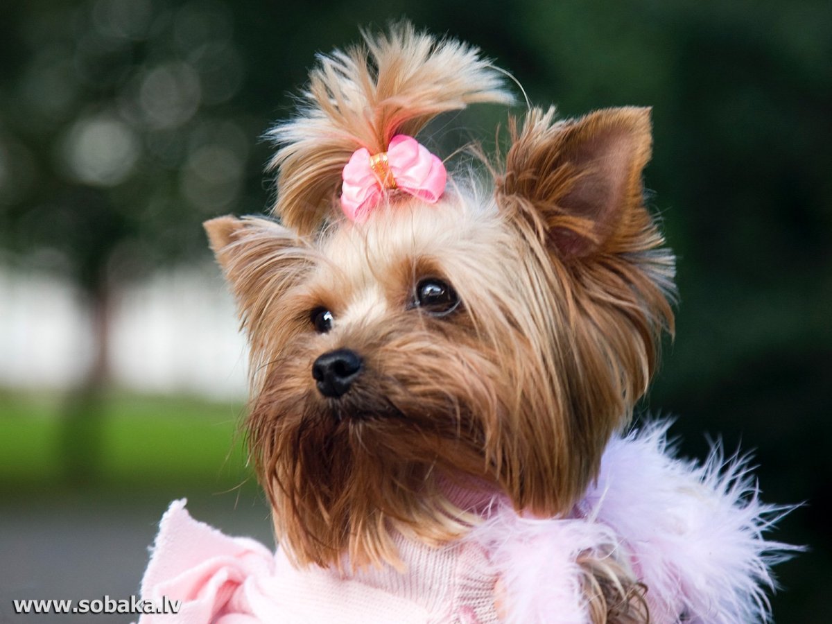 Йоркширский терьер кобель