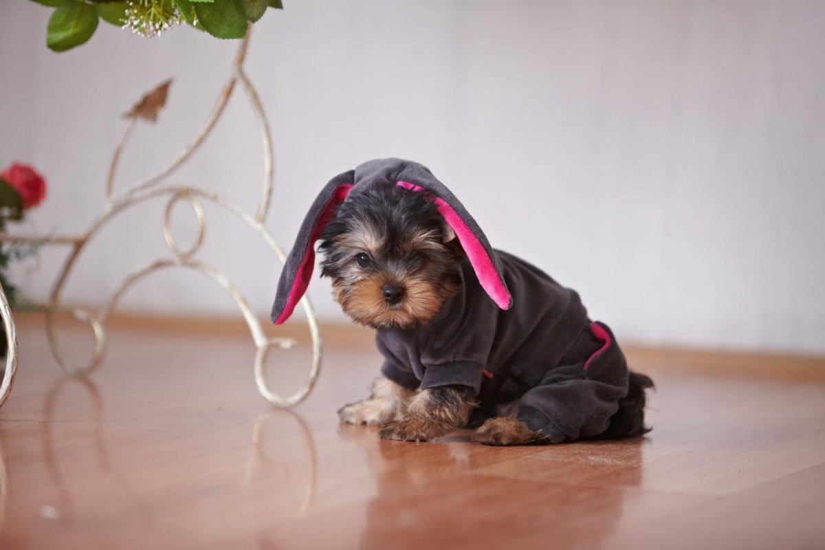 Йоркширский терьер макси