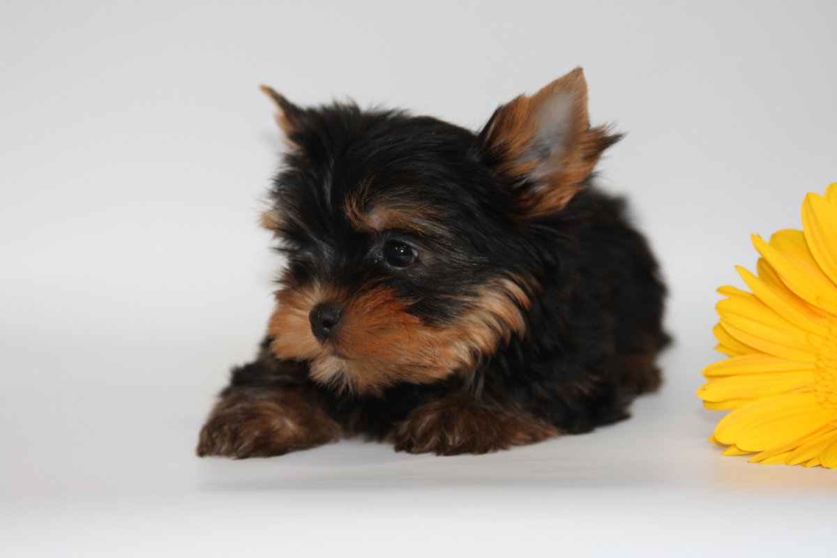 Йоркширский терьер