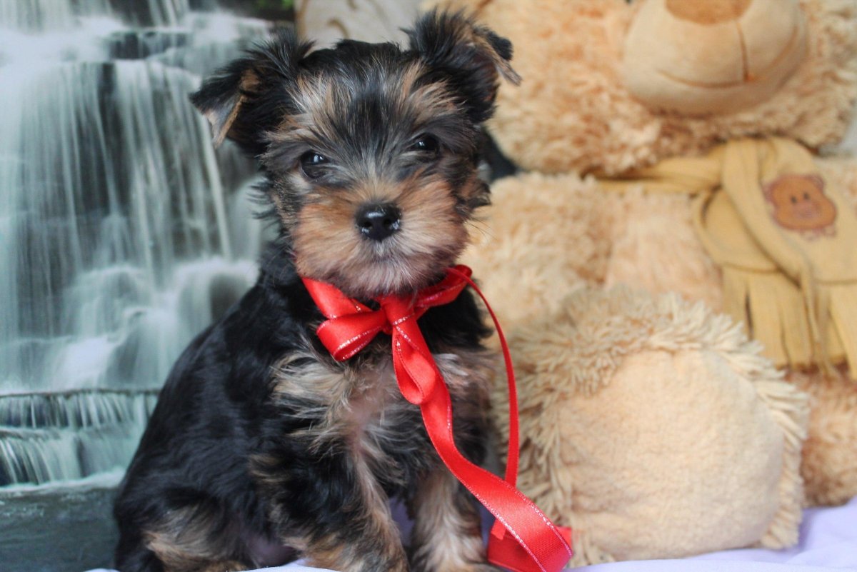 Супер мини Йоркширский терьер
