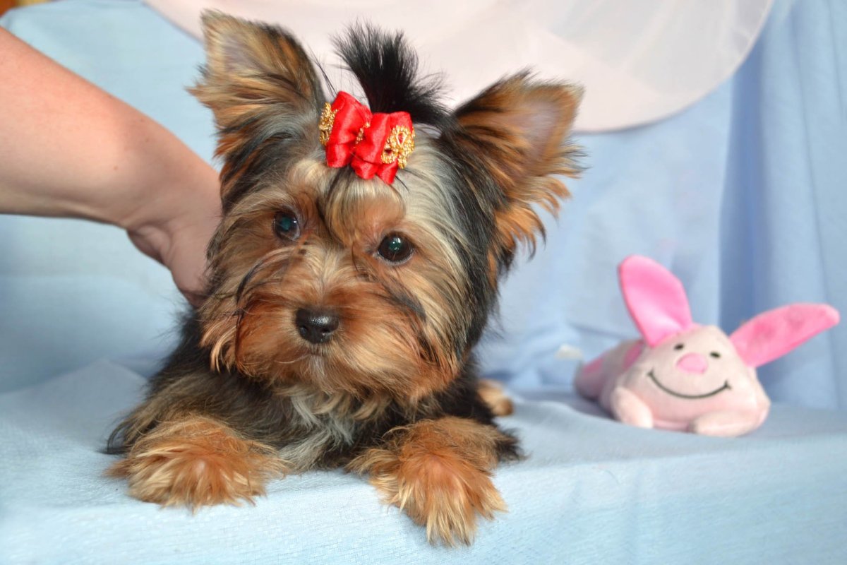 Карманный Йоркширский терьер