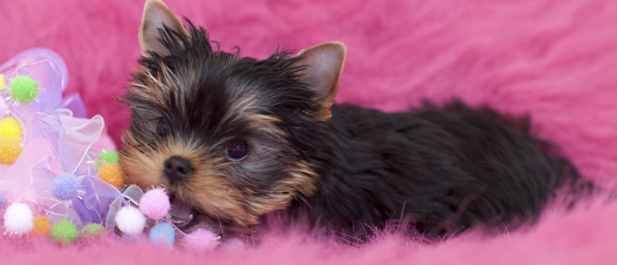 Йоркширский терьер маленькая