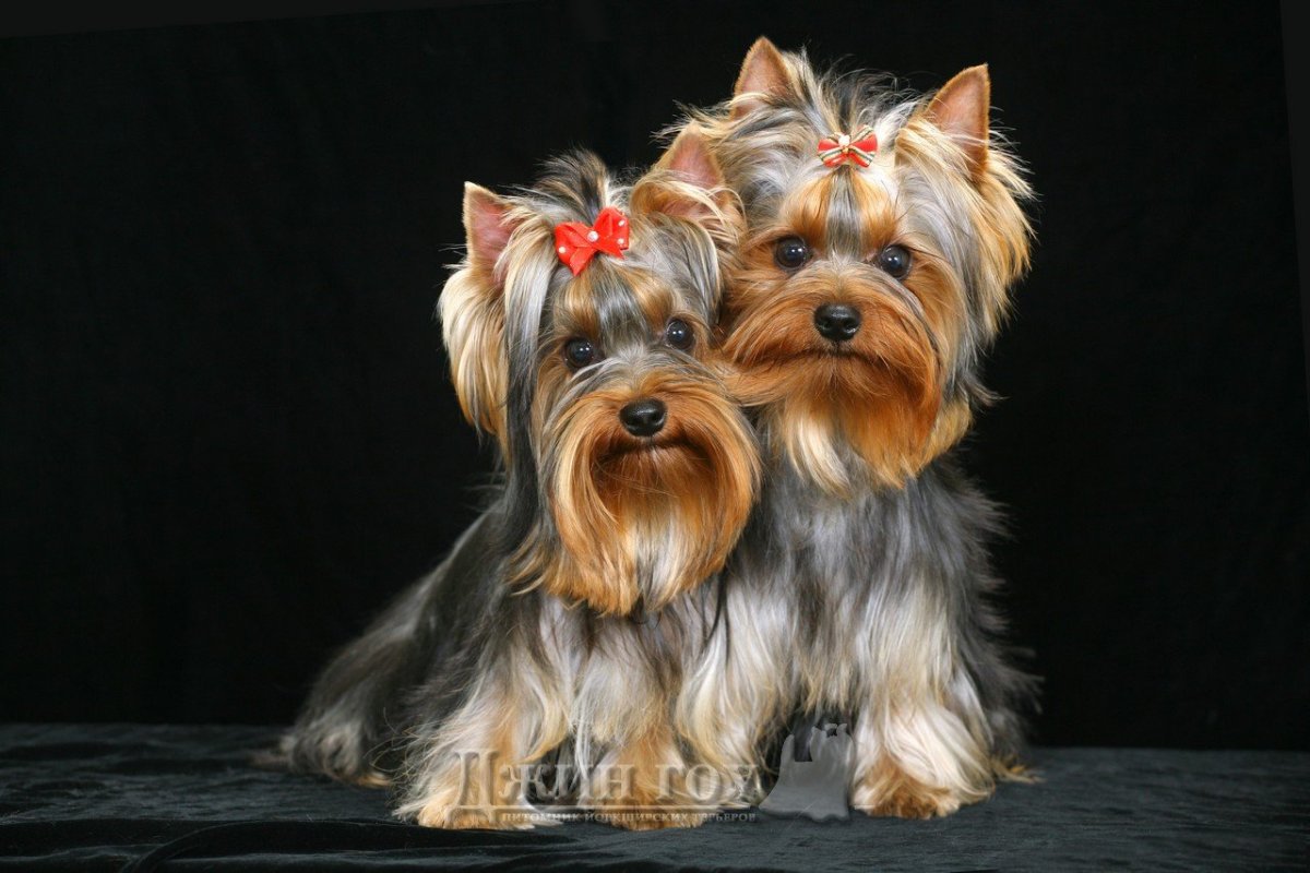 Биро Йоркширский терьер