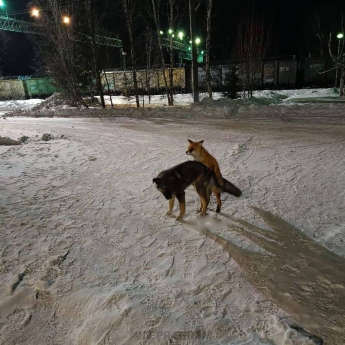 Место для собаки