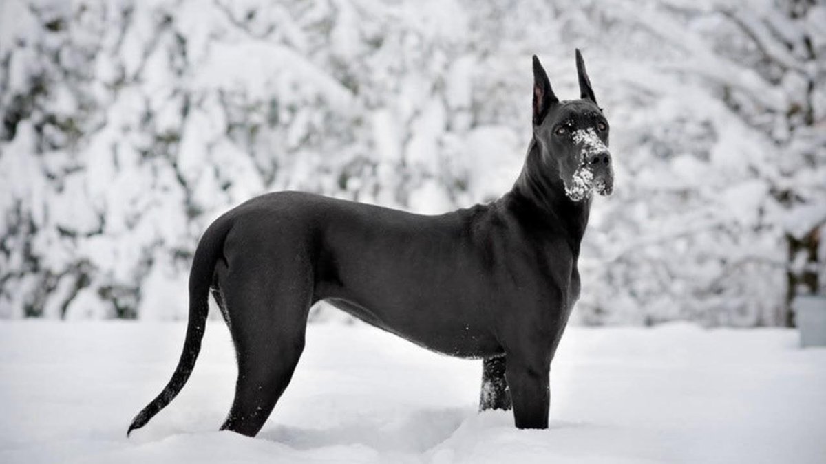 Blue great Dane порода