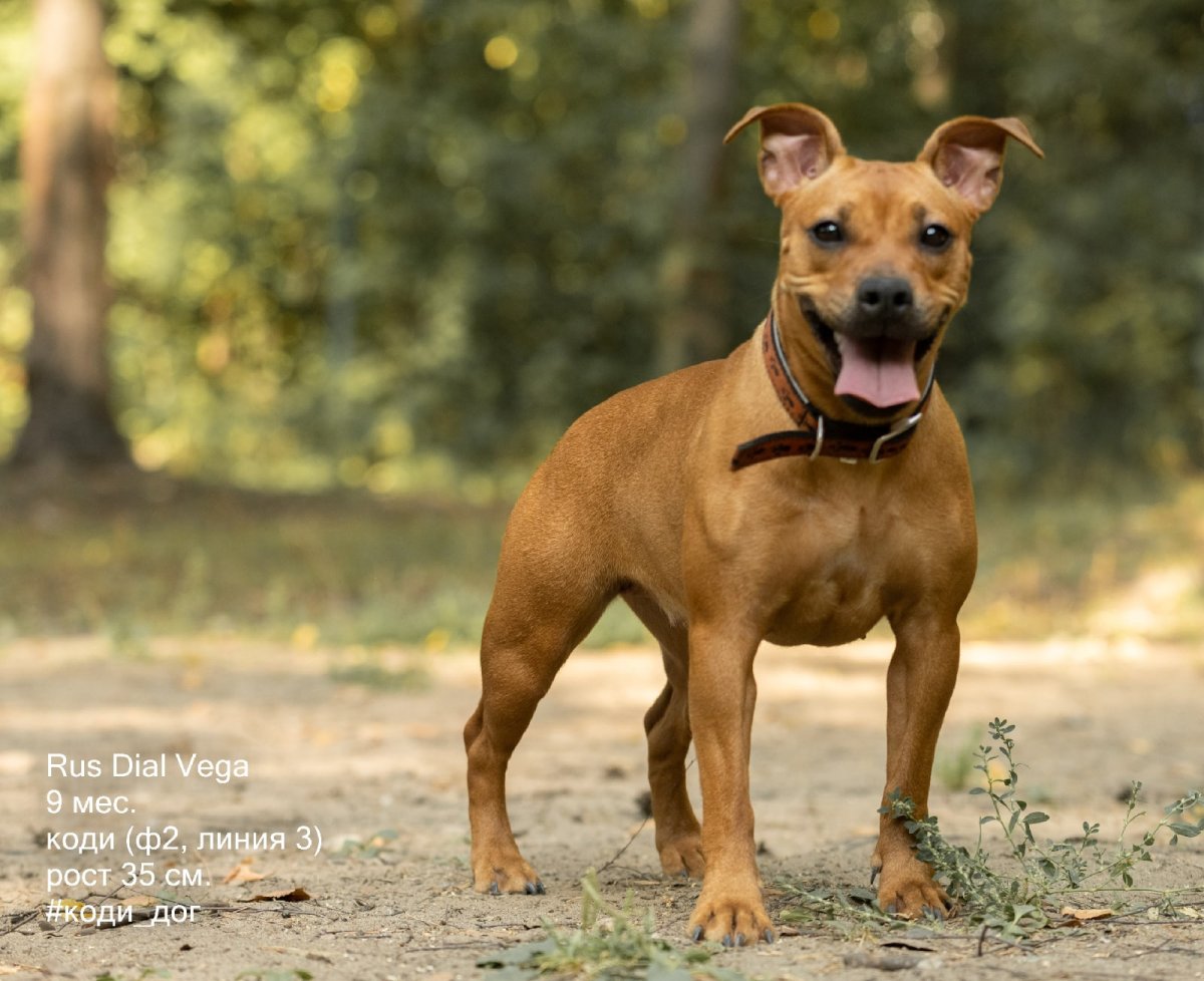 Коди порода собаки