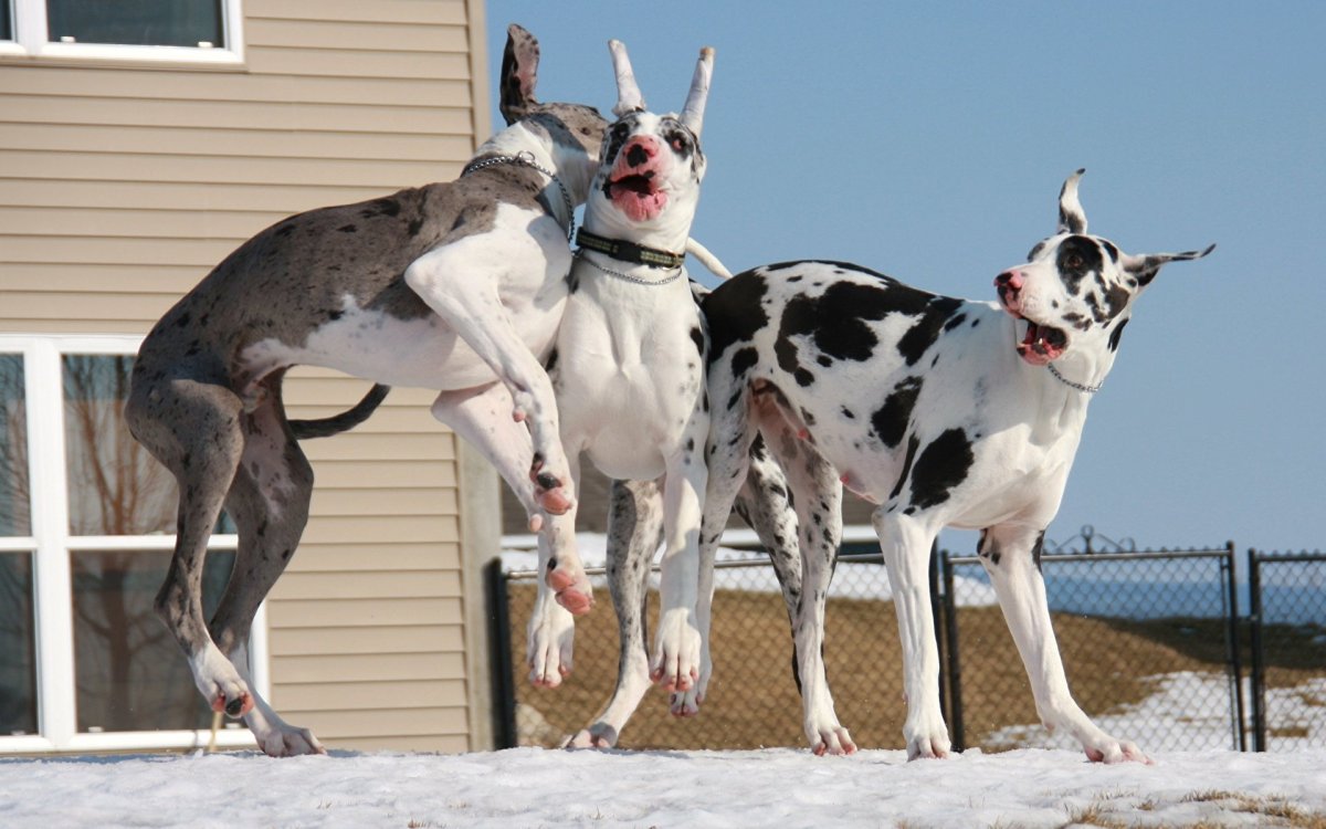 Черный Королевский дог