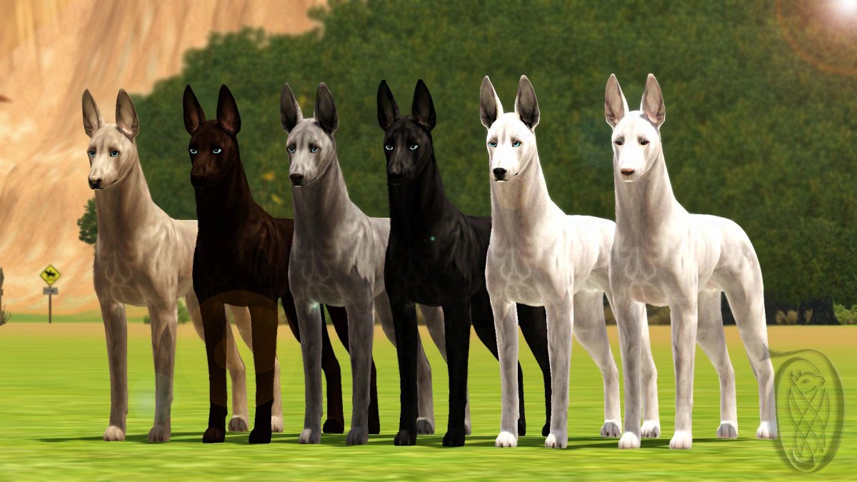 Чёрный Королевский немецкий дог