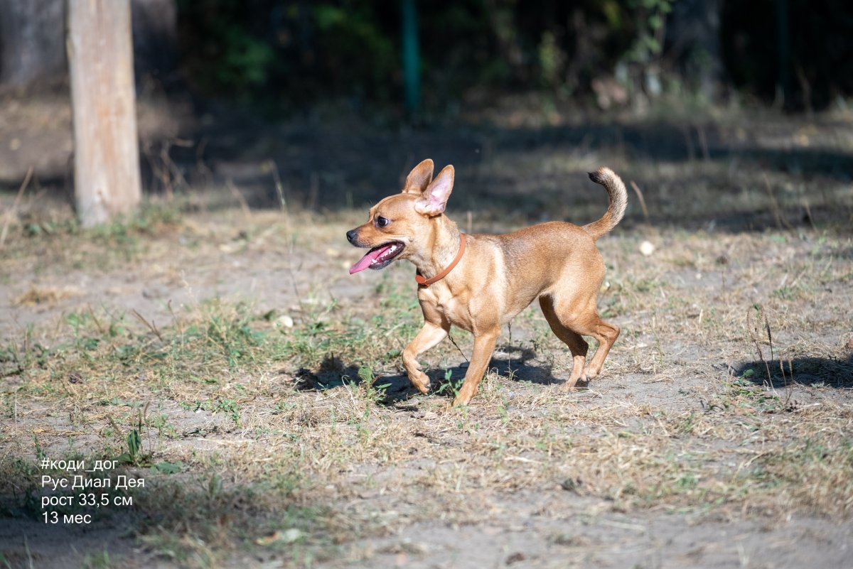 Порода собак Королевский дог