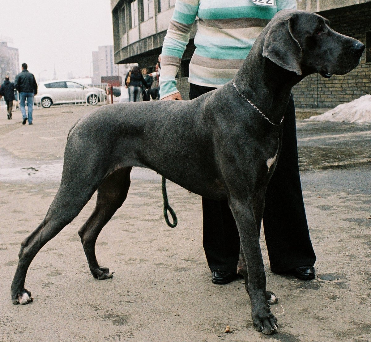 Салюки симс 4